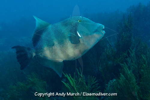 Bumphead Triggerfish, Pseudobalistes naufragium